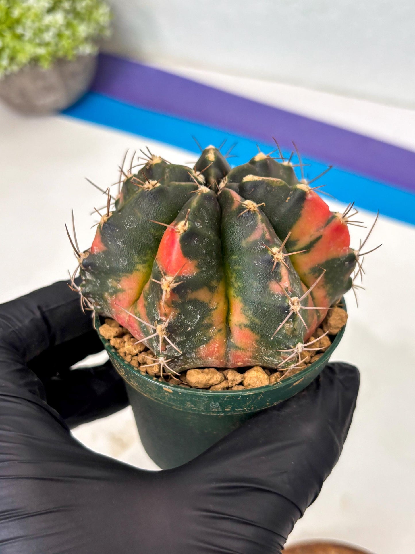 Gymnocalycium Mihanovichii (gy15) (r1) | Imported Plants