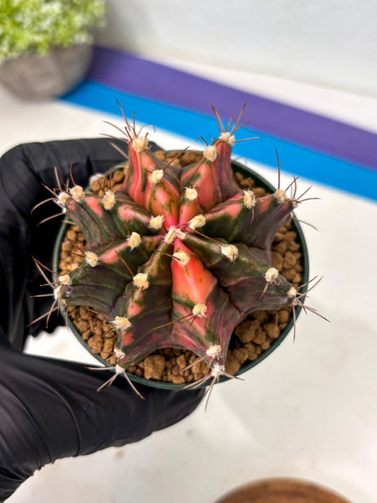 Gymnocalycium Mihanovichii (gy15) (r3) | Imported Plants