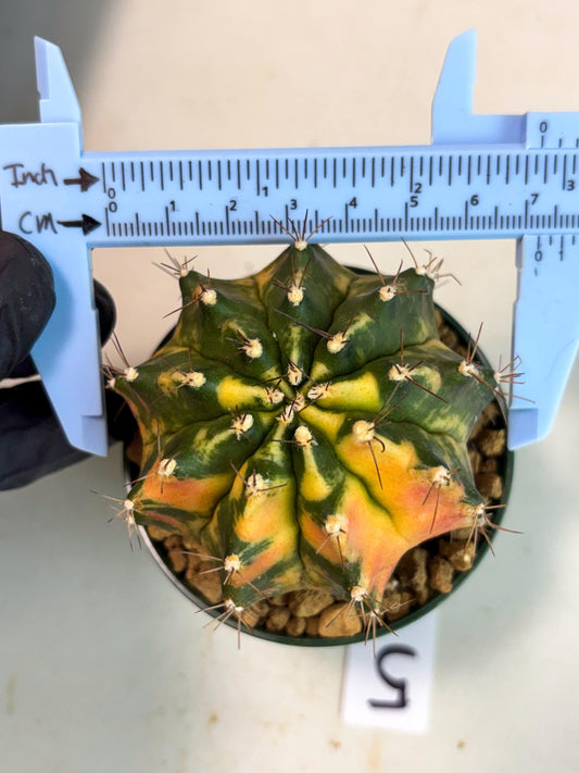 Gymnocalycium Mihanovichii (gy15) (r5) | Imported Plants