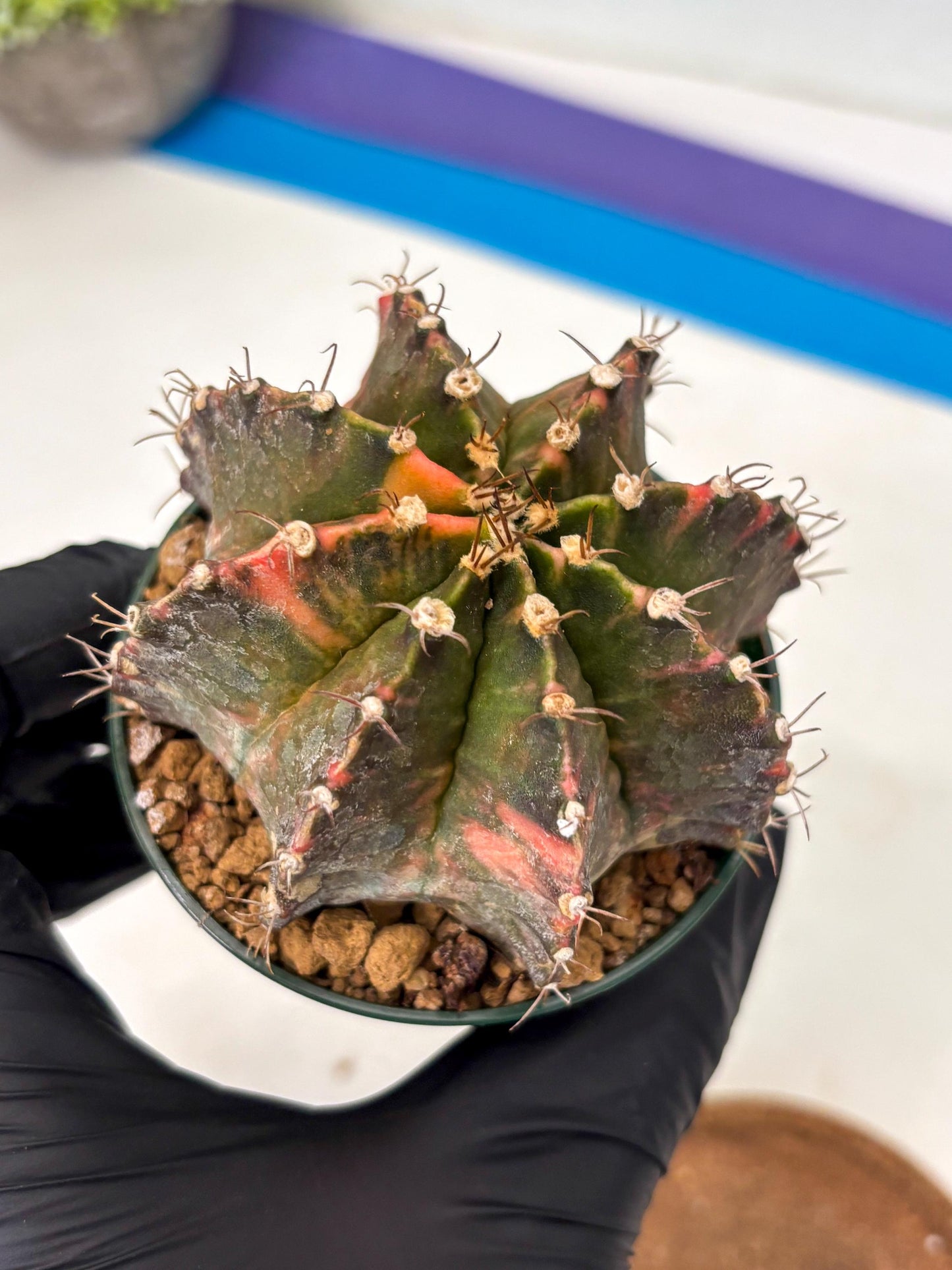 Gymnocalycium Mihanovichii (gy15) (r4) | Imported Plants