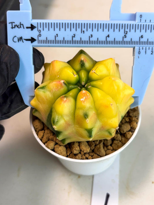 Gymnocalycium Mihanovichii (gy16) (y1) | Imported Plants