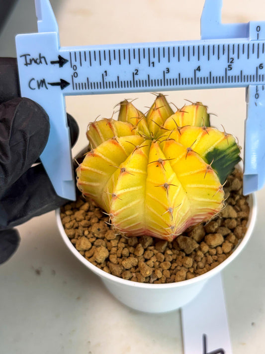 Gymnocalycium Lb Hybrid (gy16) (y4) | Imported Plants