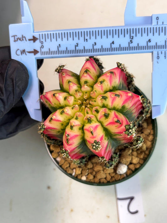 Gymnocalycium Multicolor (gy16) (r2) | Special Hybrid cactus