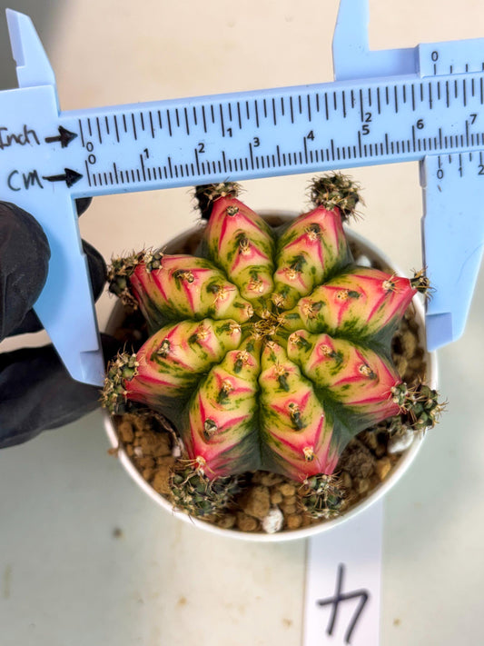 Gymnocalycium Multicolor (gy16) (r4) | Special Hybrid cactus