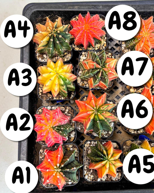 Gymnocalycium Var (AY) (a) | Choose your own plant! 2 Inch Pot