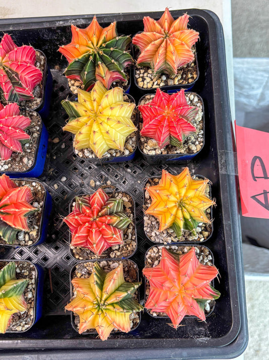 Gymnocalycium Var (Ap) (D) | Choose your own plant! 2 Inch Pot