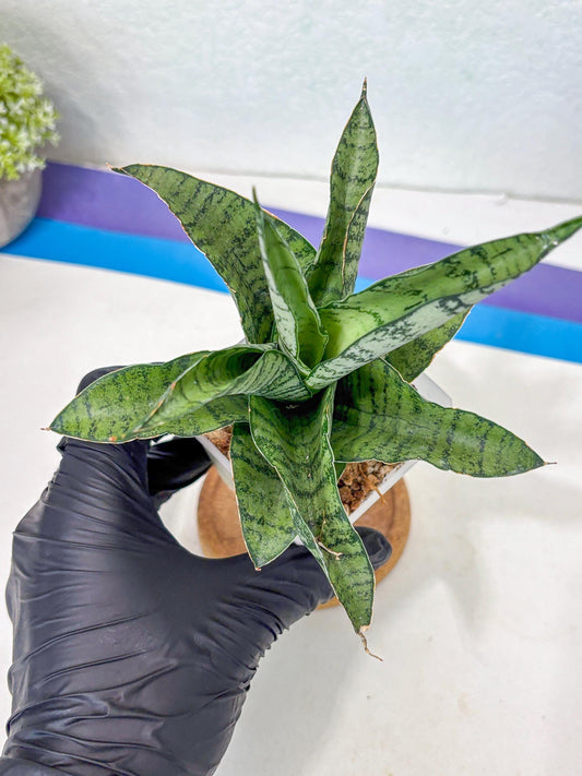 Sansevieria Gendut (Ha1) (1) | Imported