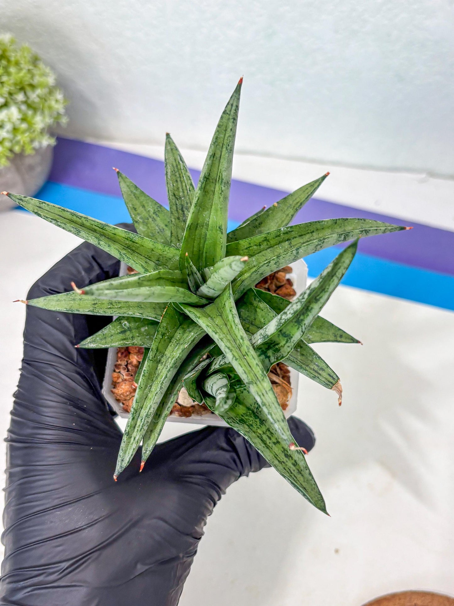 Sansevieria Via (Ha1) (10) | Rare Plant