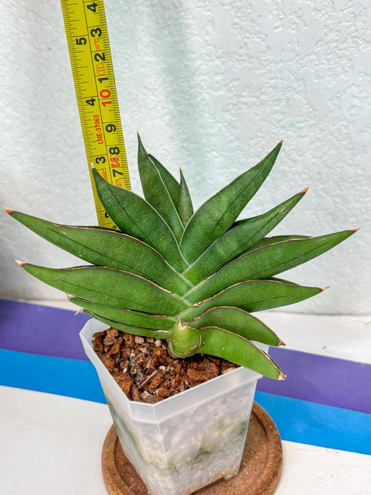 Sansevieria Robo (Ha5) (2) | Rare Hybrid Species