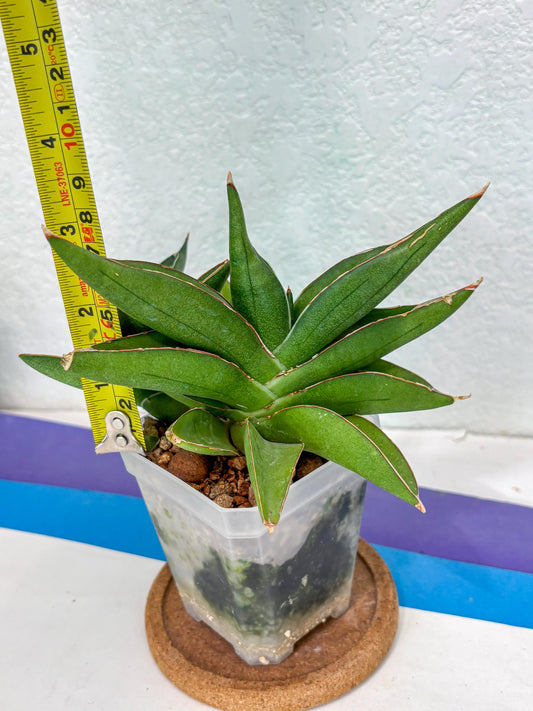 Sansevieria Robo (Ha5) (3) | Rare Hybrid Species