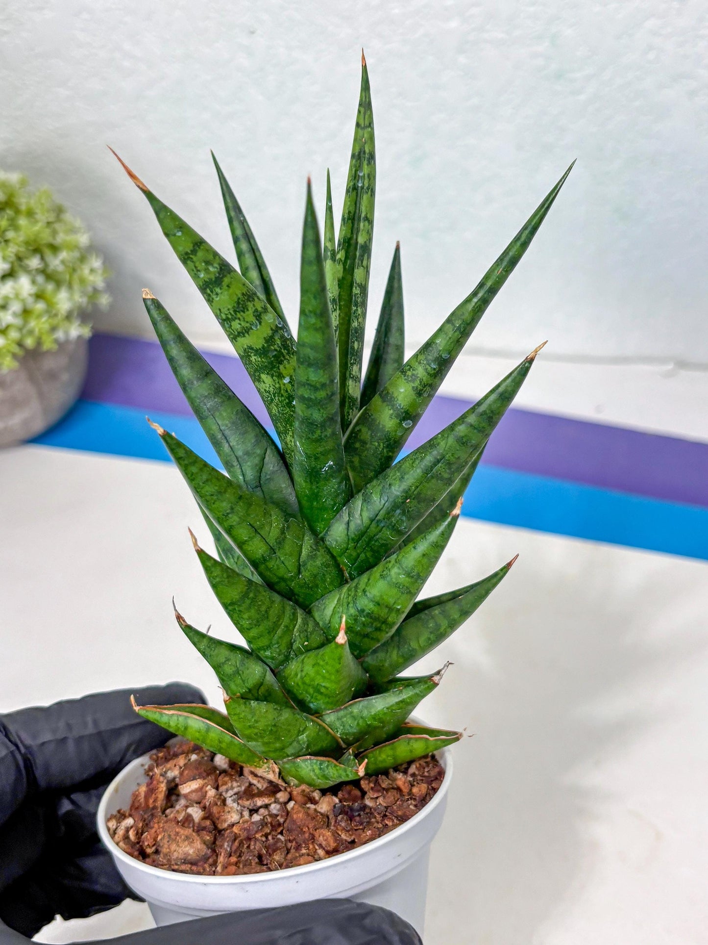 Sansevieria Tesya (Ha5) (5) | Imported