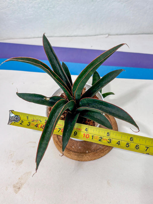 Sansevieria Aethiopica (Ha5) (12) | Imported
