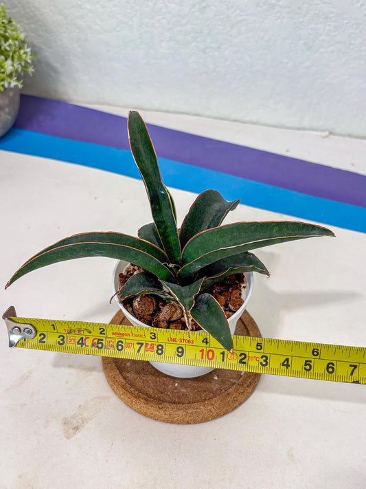 Sansevieria Aethiopica (Ha5) (13) | Imported