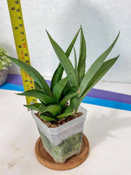 Sansevieria Manee Thewee (Ha2) (10) | Imported