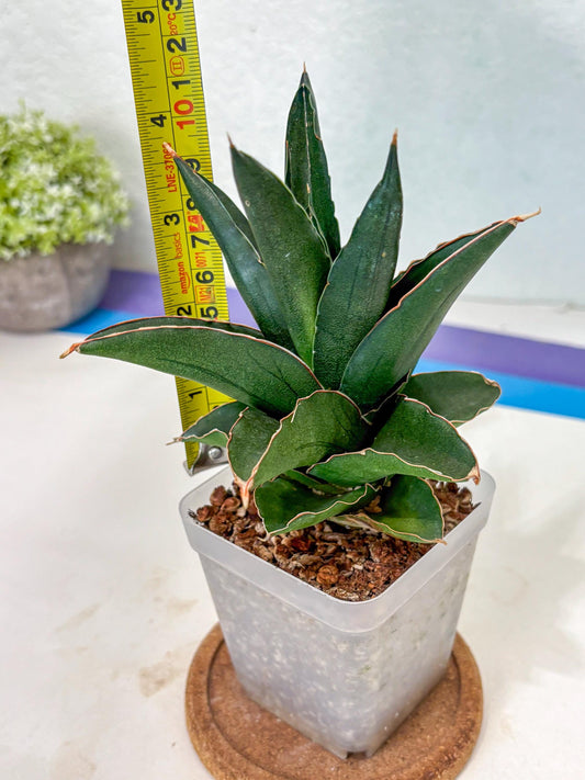 Sansevieria Bonny (Ha5) (15) | Imported