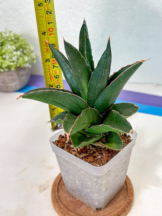 Sansevieria Bonny (Ha5) (15) | Imported