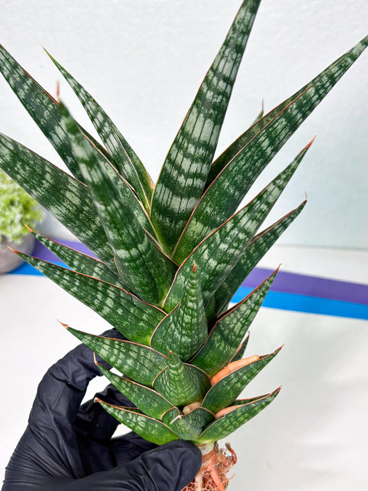 Sansevieria Wisanggeni (ha8) (2) | Only For Advanced Collectors!
