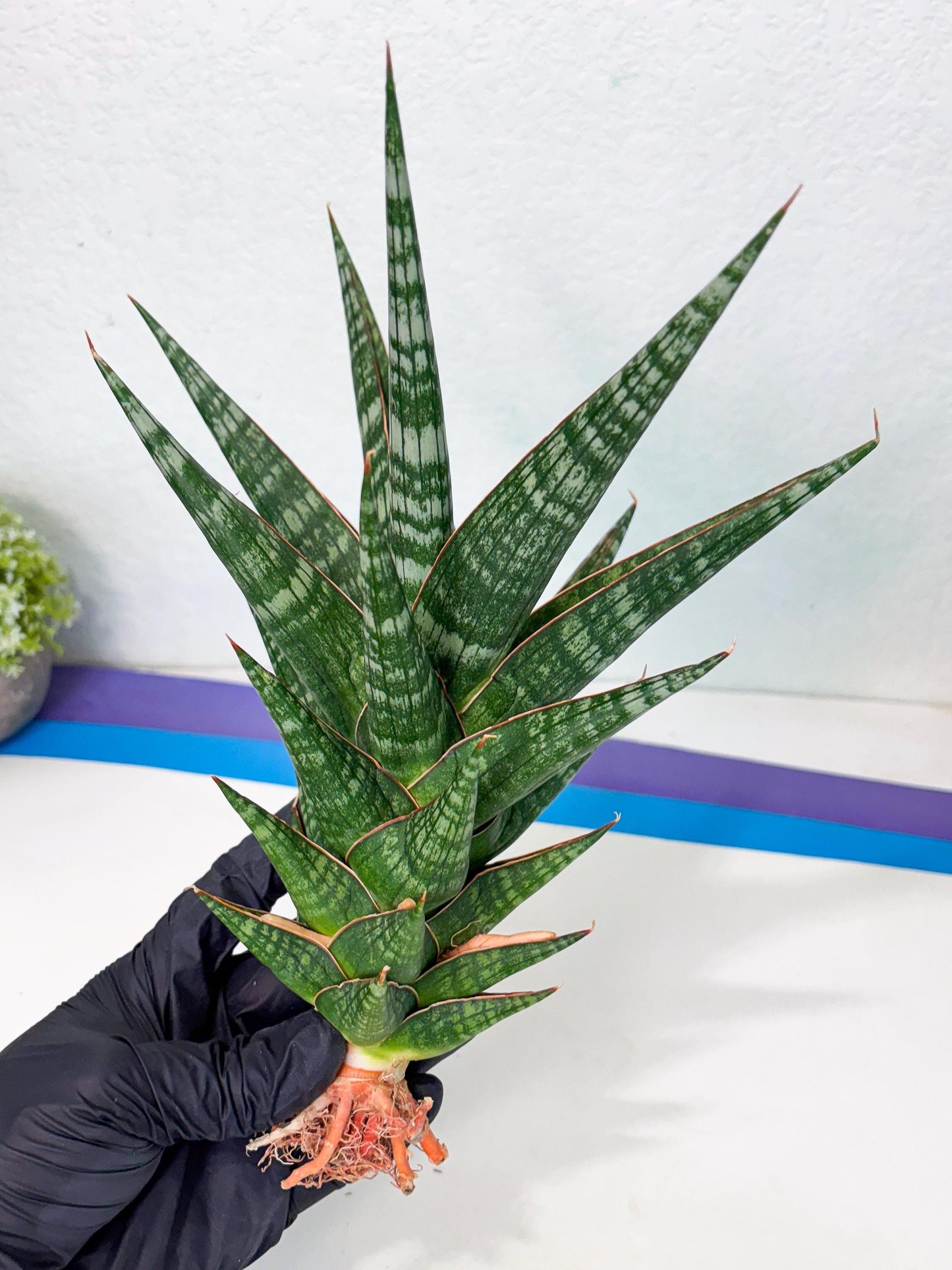 Sansevieria Wisanggeni (ha8) (2) | Only For Advanced Collectors!