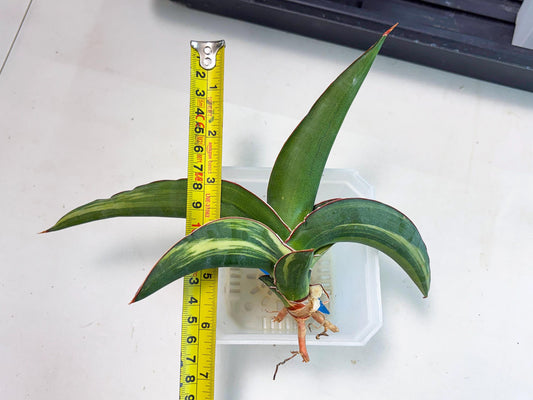 Sansevieria Robusta Var (b) | Rare imported