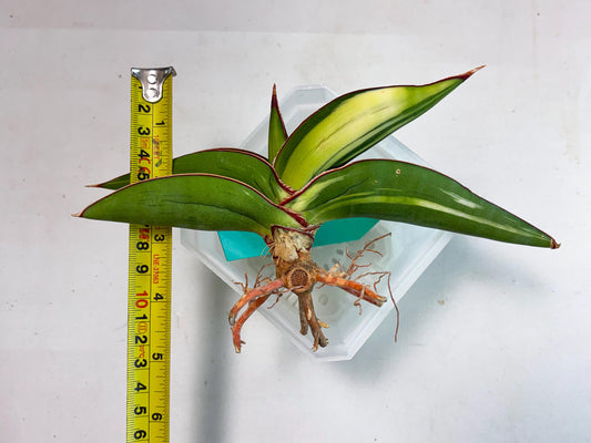 Sansevieria Robusta Var (g) | Rare imported