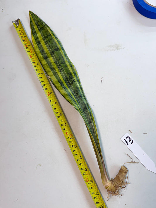 Sansevieria Aubrytiana Var (13) | Only For Advance Grower