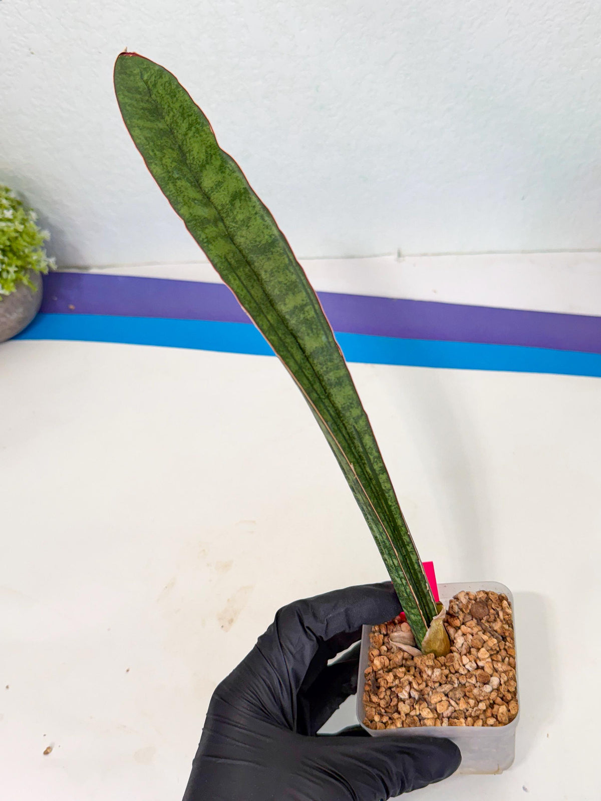 Sansevieria sinus-simiorum CG09 (p) | Imported Plant