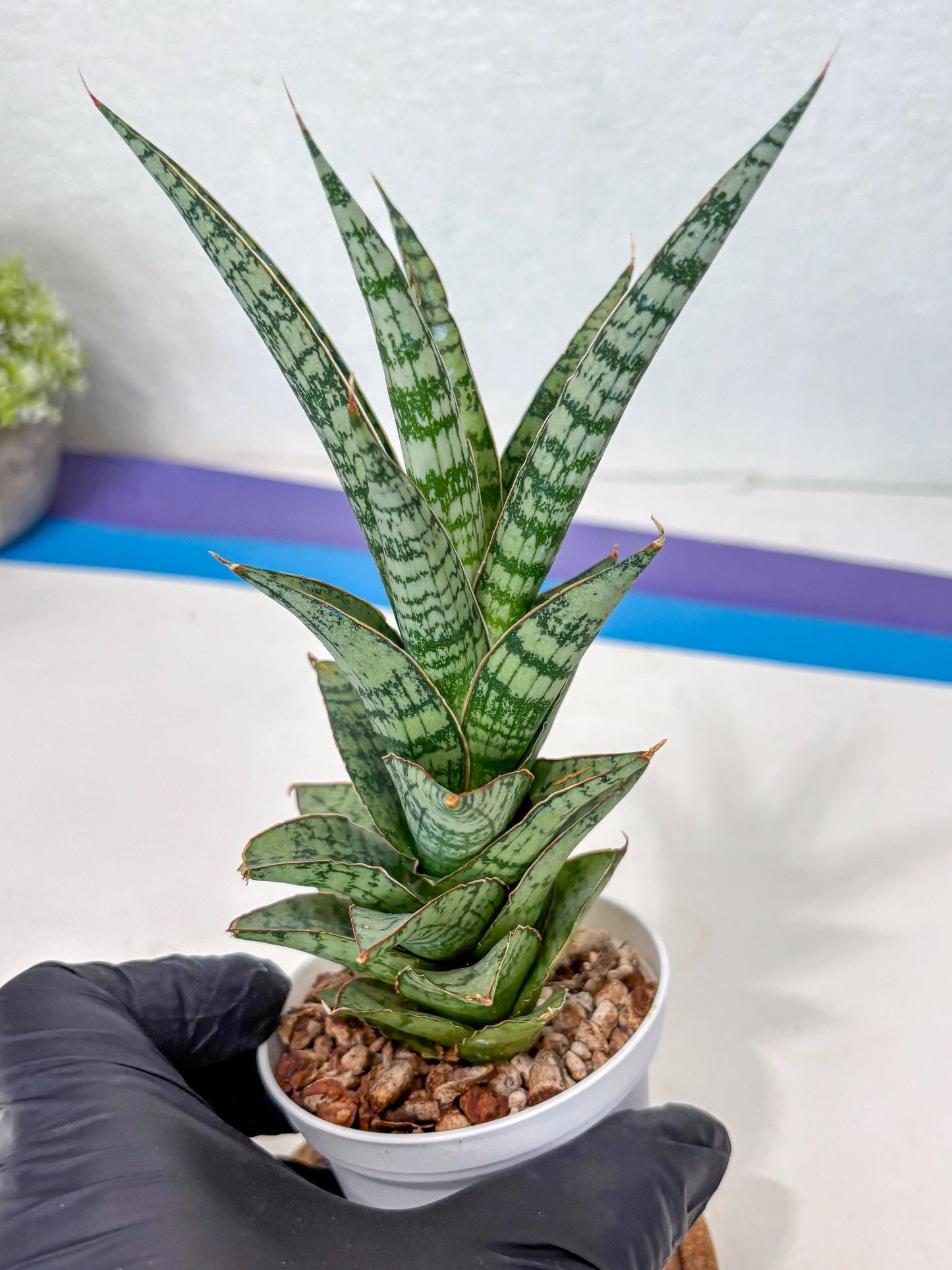 Sansevieria Riyad x spyder (Ha3) (8) | Rare Hybrid Species