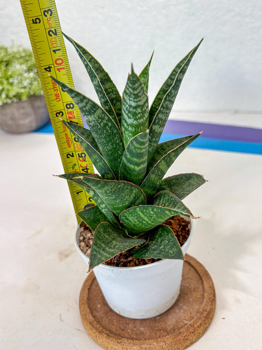 Sansevieria Personi x cordova x boncel (Ha3) (14) | Imported