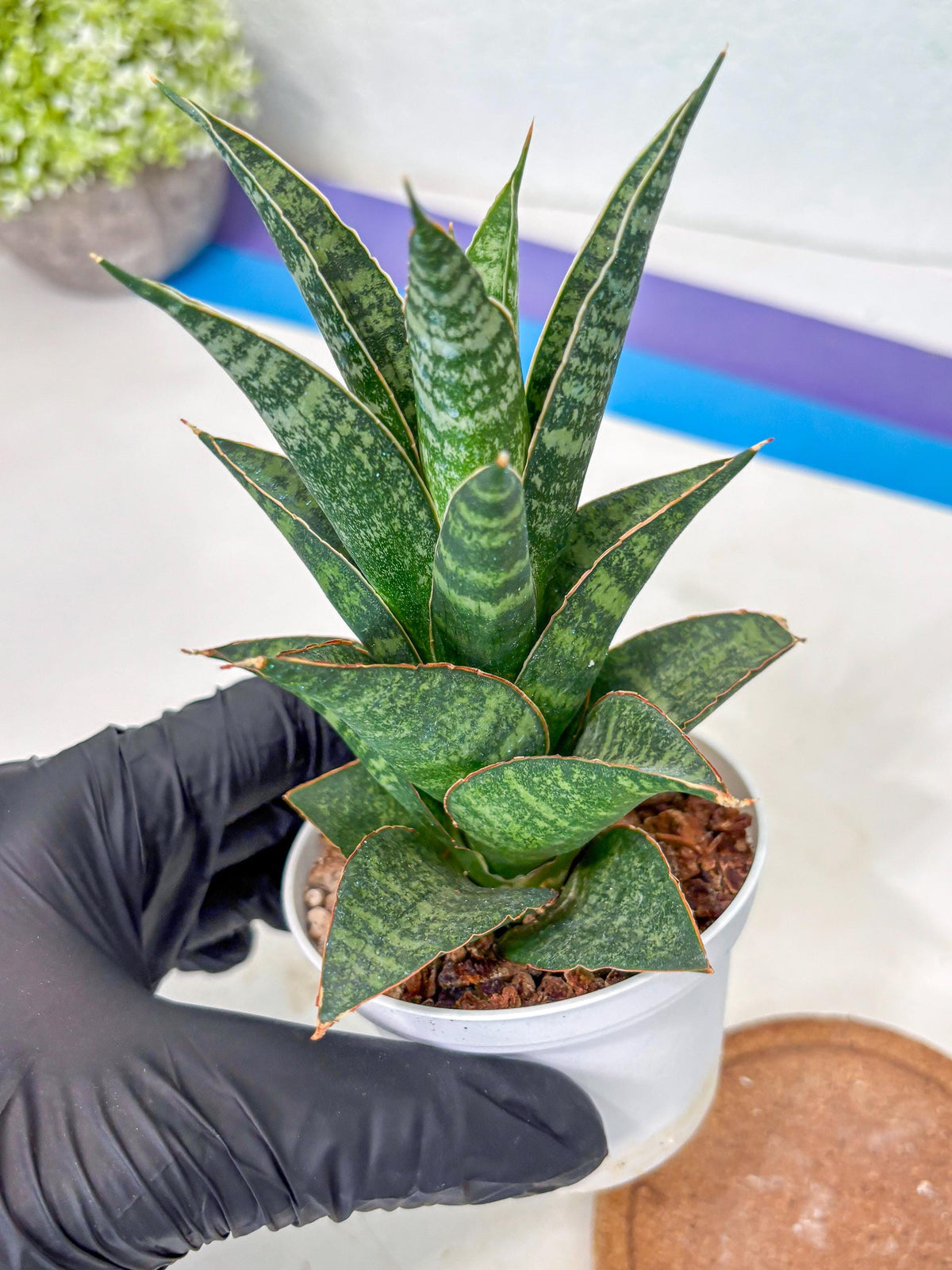 Sansevieria Personi x cordova x boncel (Ha3) (14) | Imported