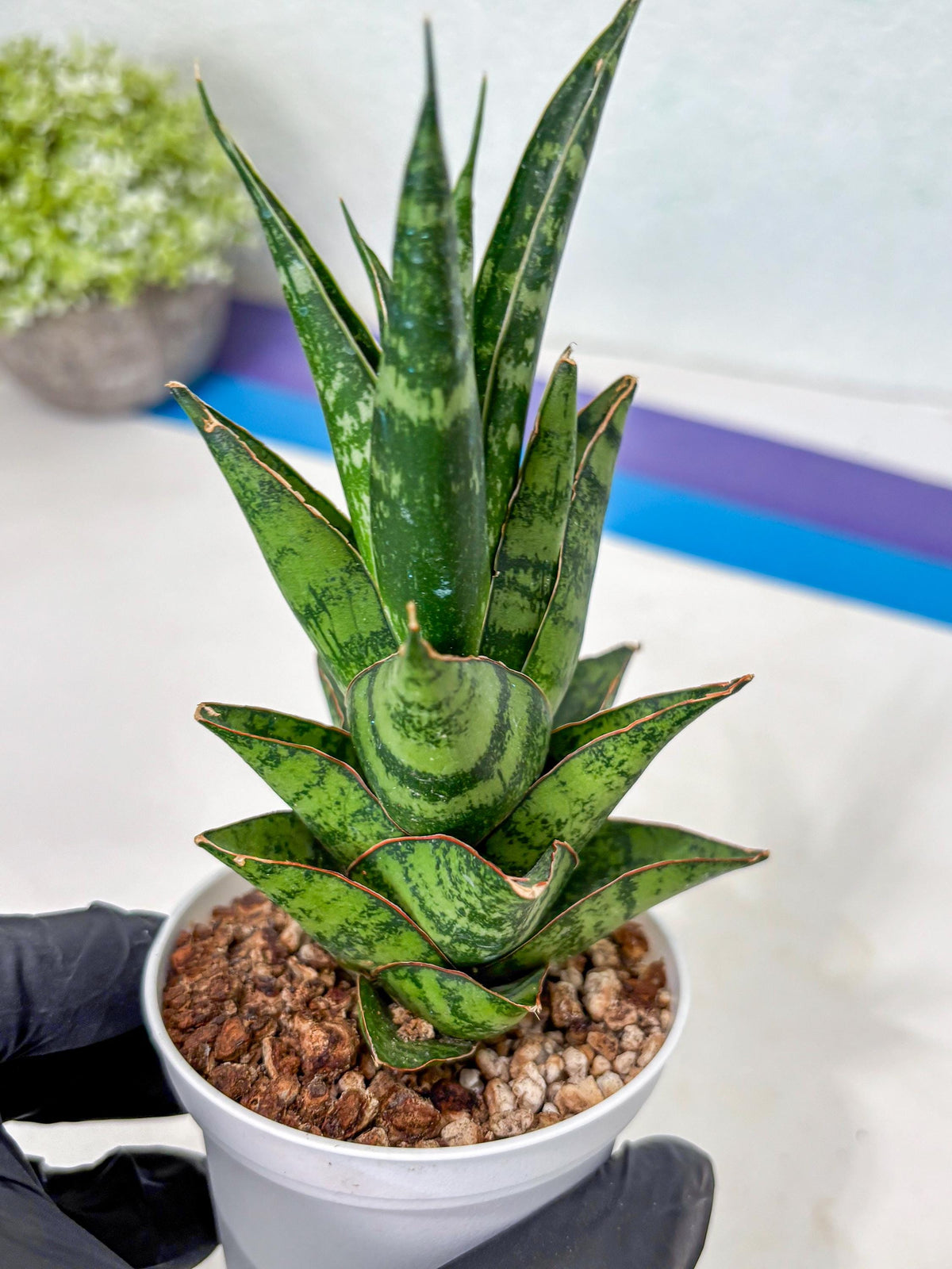 Sansevieria Personi x cordova x boncel (Ha3) (17) | Imported
