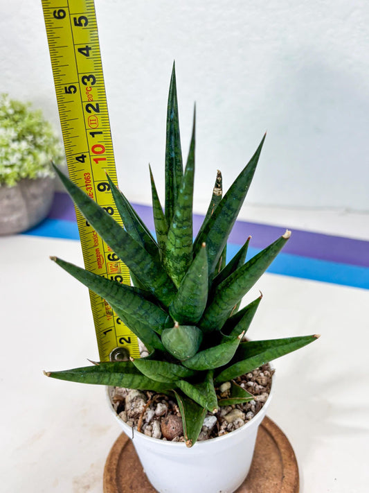 Sansevieria Tesya (Ha4) (3) | Imported
