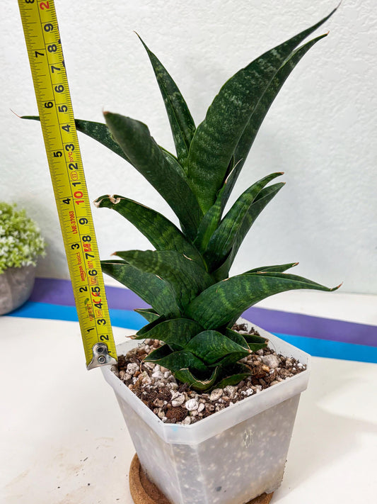 Sansevieria NO Name (Ha6) (19) | Rare Hybrid Snake plant