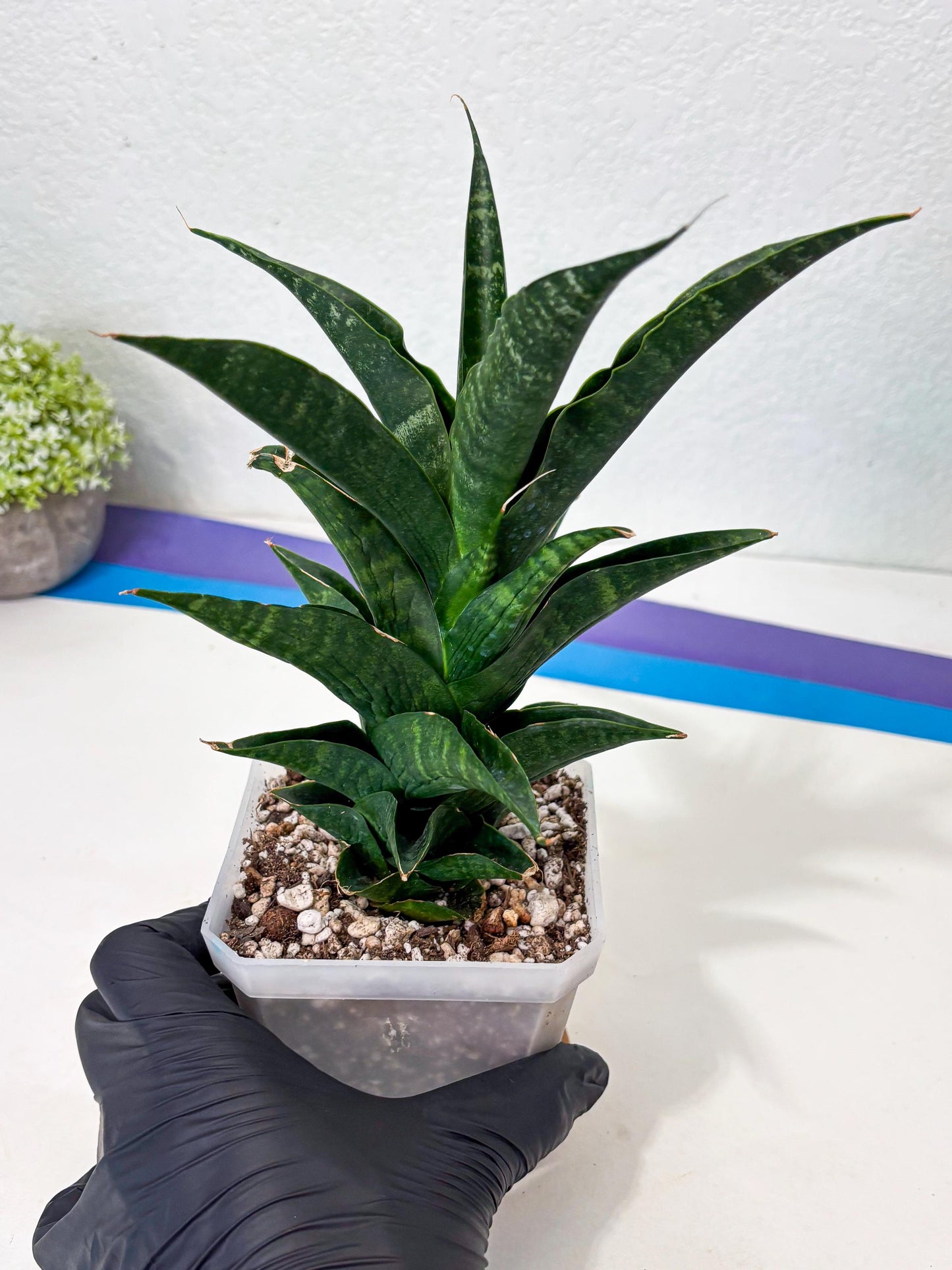 Sansevieria NO Name (Ha6) (19) | Rare Hybrid Snake plant