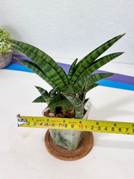 Sansevieria Anita (Ha6) (2) | Imported