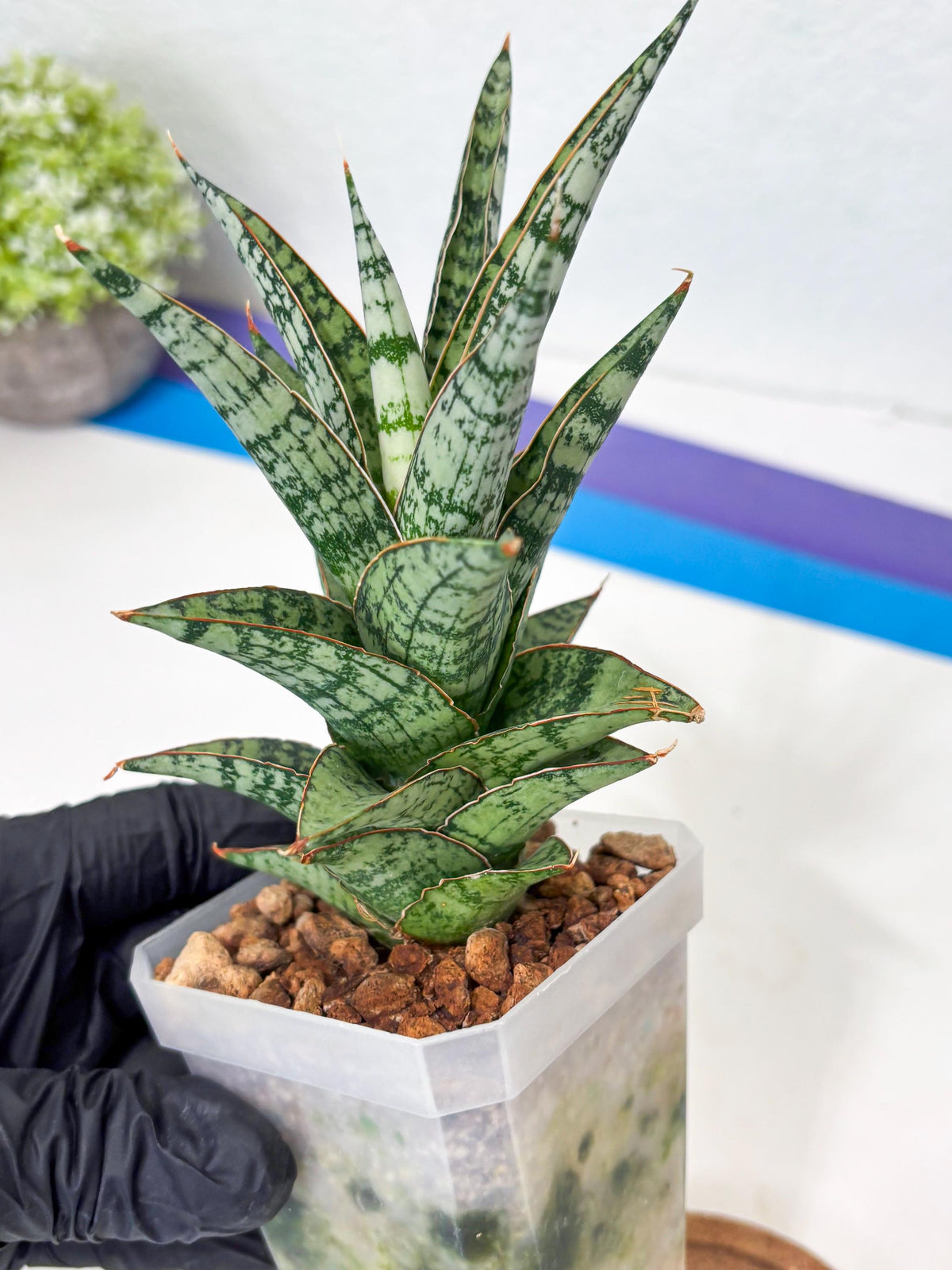 Sansevieria Riyad x spyder (Ha6) (4) | Rare Hybrid Species