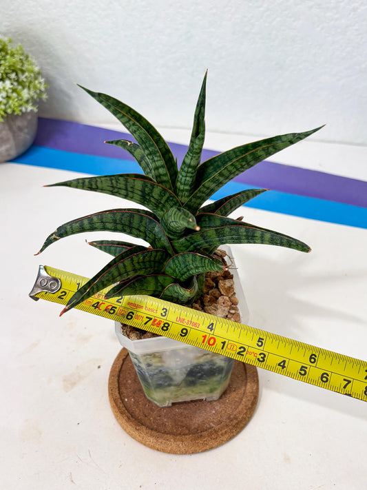 Sansevieria Gojila (Ha6) (11) | Imported Hybrids