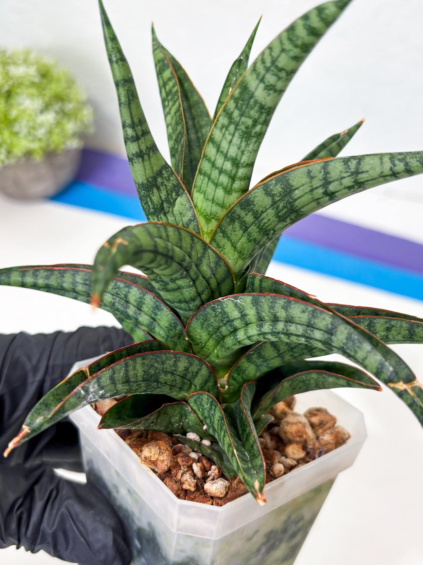 Sansevieria Gojila (Ha6) (11) | Imported Hybrids