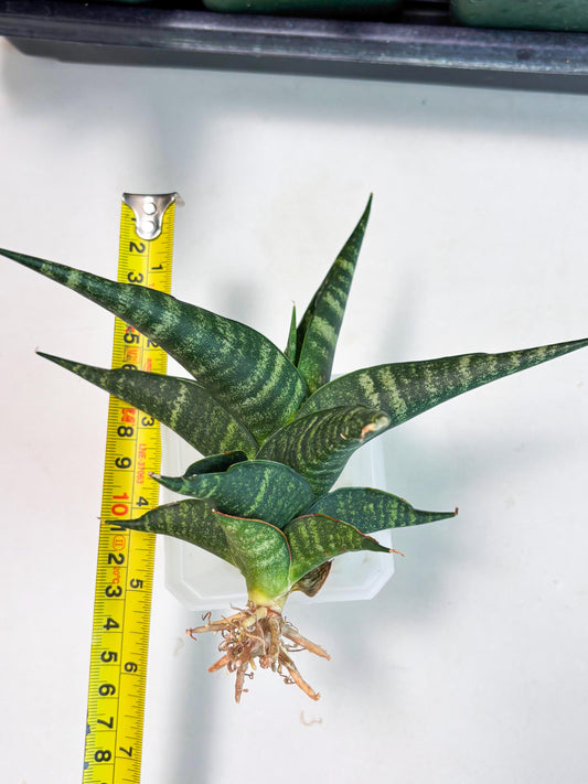 Sansevieria Francisii x Coco x Cordova (Ba1) (13)