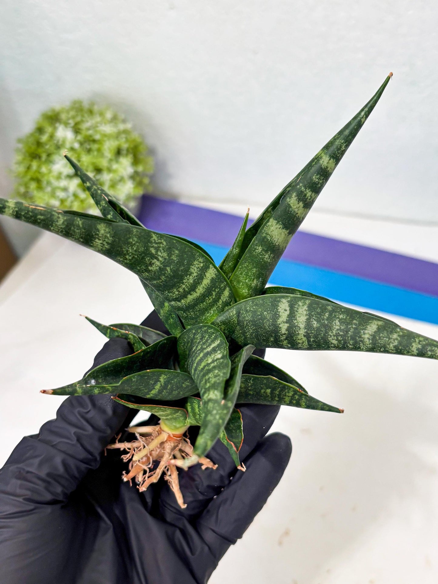 Sansevieria Francisii x Coco x Cordova (Ba1) (13)