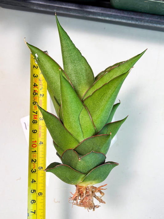 Sansevieria Armanu (Ba1) (14) | Rare Collection