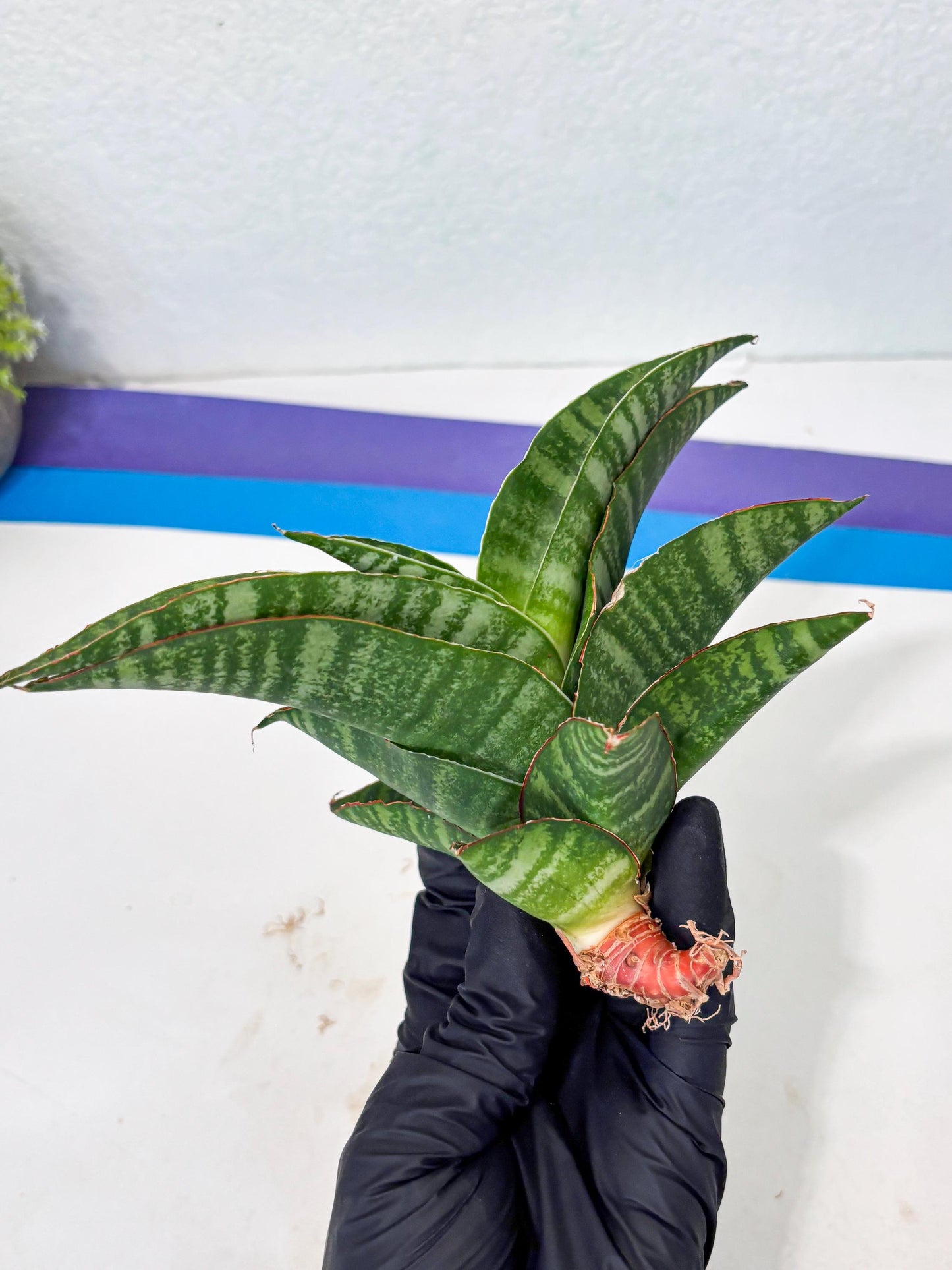 Sansevieria Marsha x Sandana Moonshine (Ba3) (4) | Rare Plant