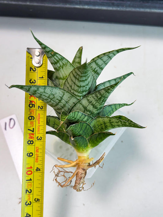Sansevieria Amabilis (Ba3) (10) | Hybrid Snake Plant