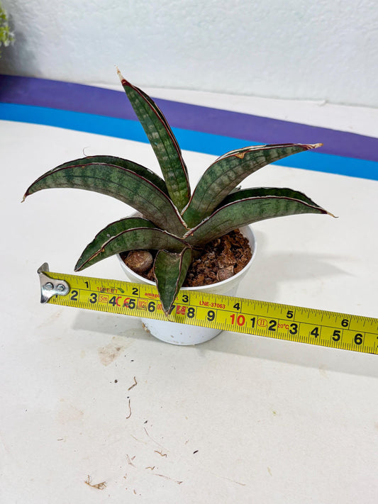 Sansevieria Pfisteri (Ba4) (1) | imported Hybrid