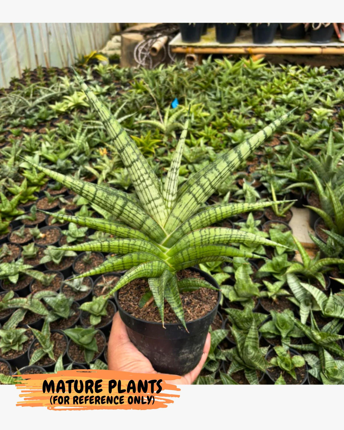 Sansevieria Irisbella (Ba4) (5) | imported Hybrid