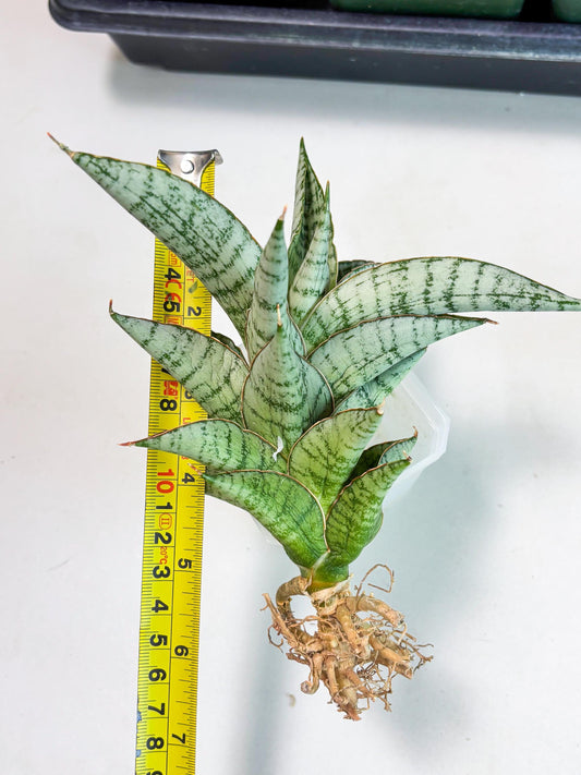 Sansevieria Irisbella (Ba4) (5) | imported Hybrid