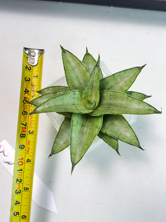 Sansevieria Kumara (Ba4) (8) | Imported Hybrids
