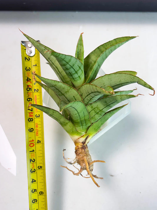 Sansevieria Mega (Ha5) (1) | Rare Collection