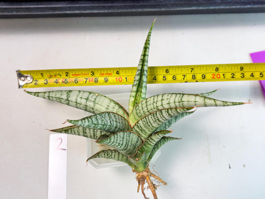 Sansevieria Nalika x Kaish (Ha5) (2) | Rare Collection