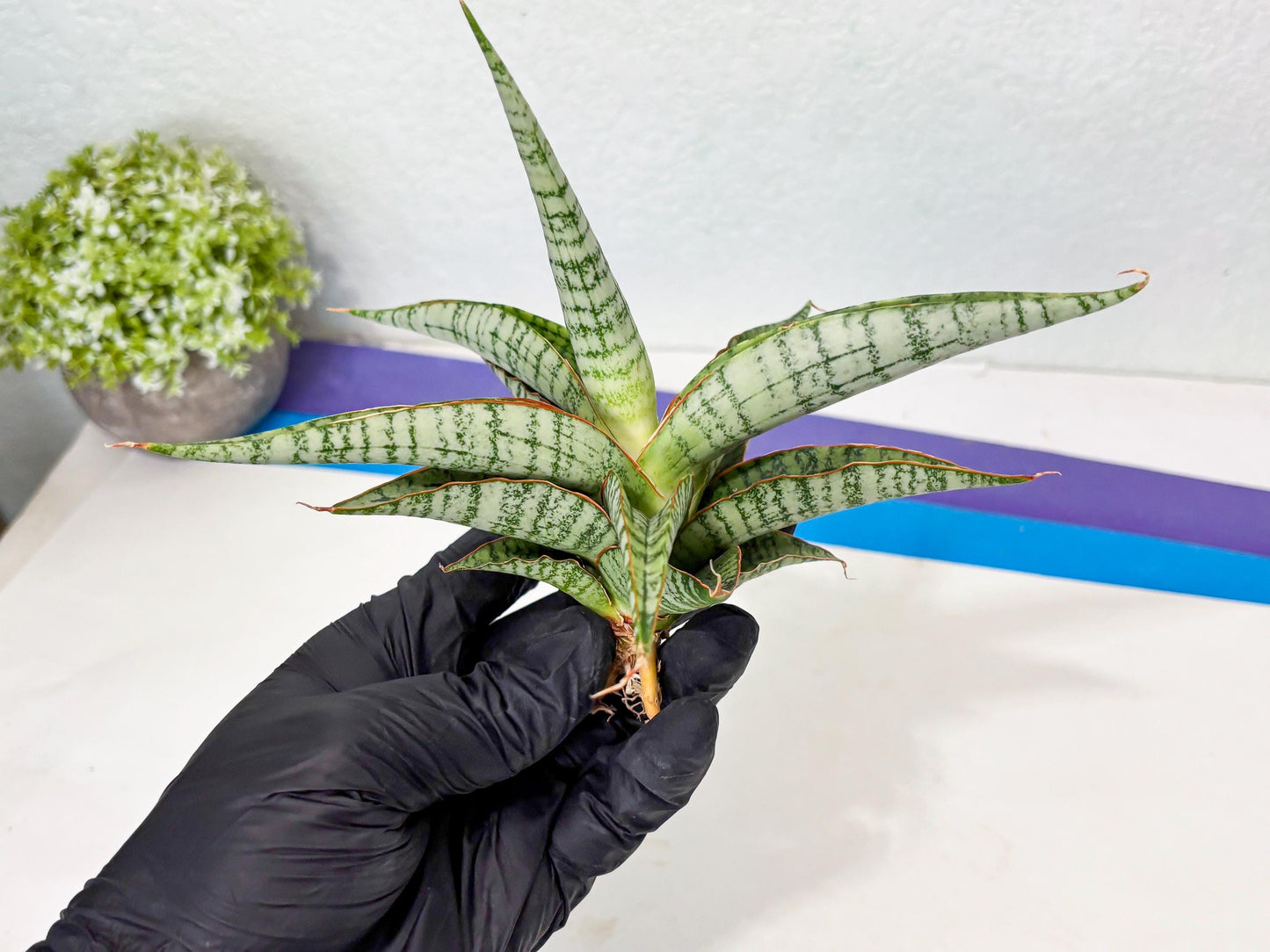 Sansevieria Nalika x Kaish (Ha5) (2) | Rare Collection