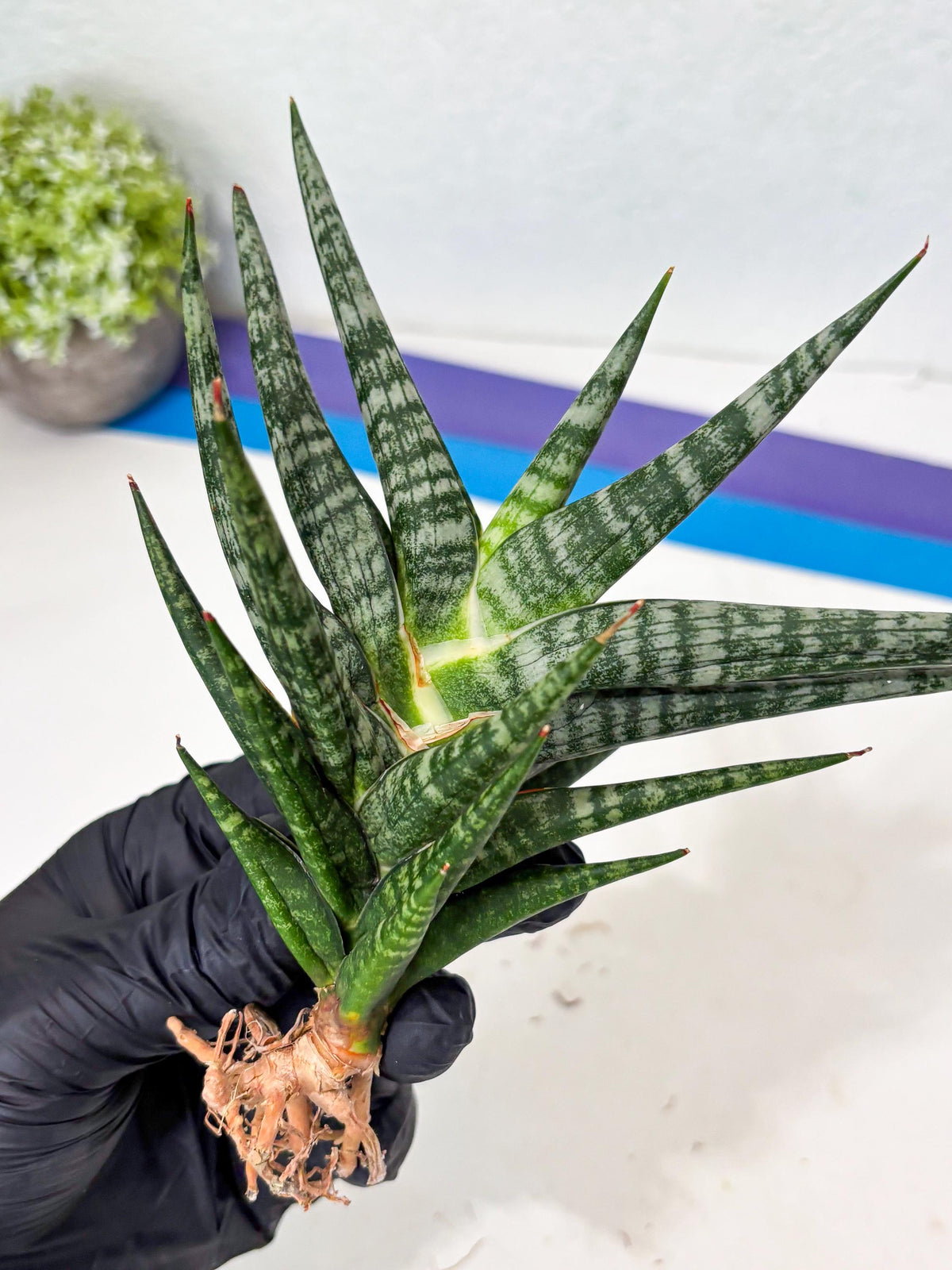 Sansevieria Motomo x Boncel (Ha5) (6) | Imported